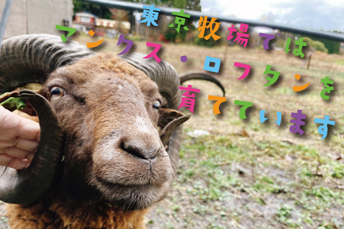 マンクス・ロフタン