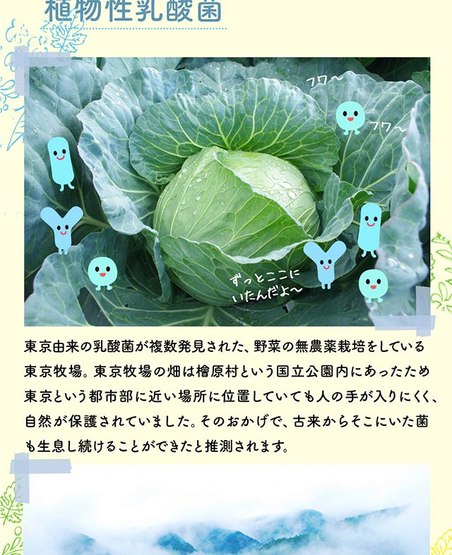 乳酸菌