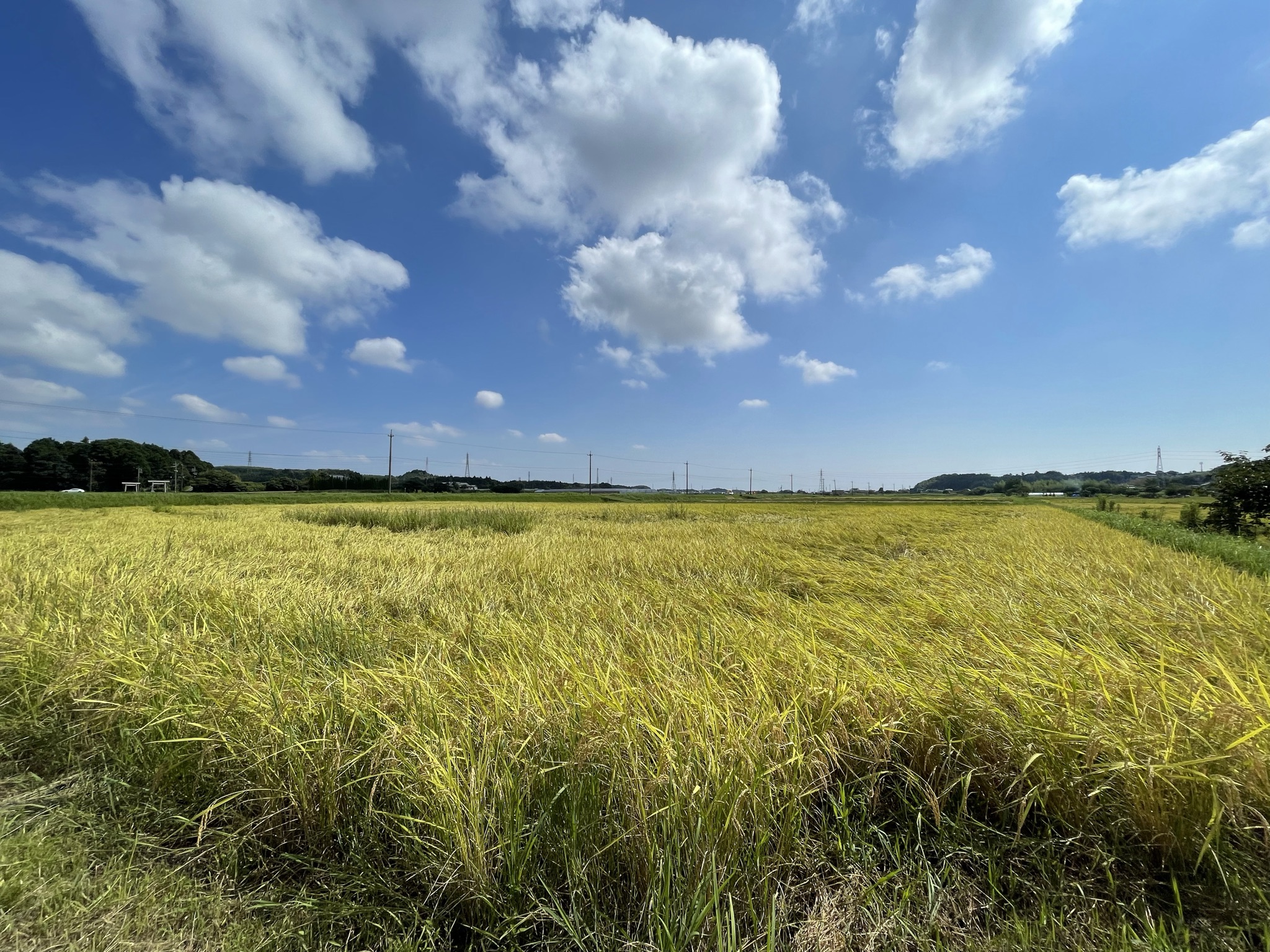 田植え・稲刈りイベント(三重鈴鹿)