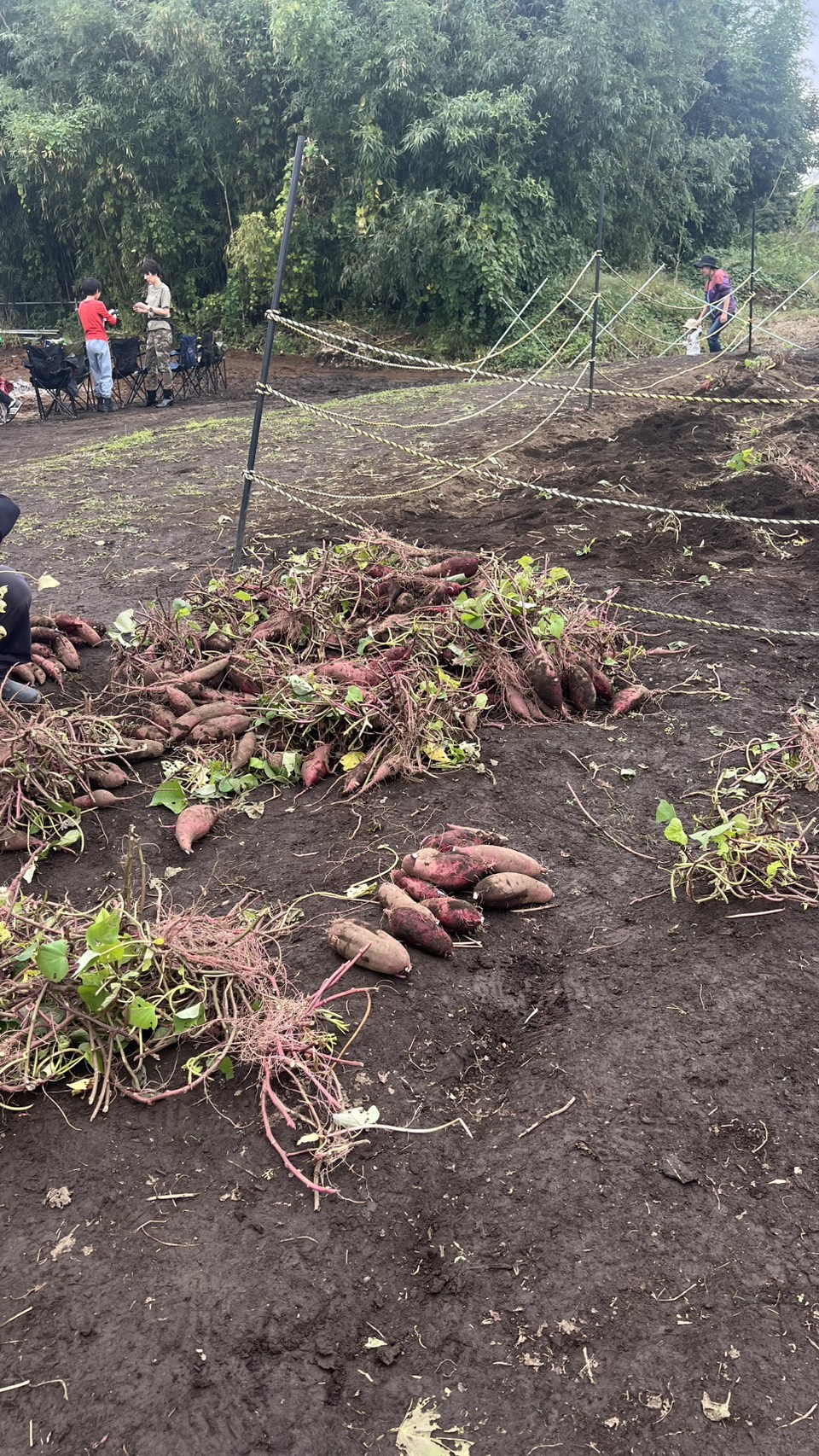 芋ほり体験を実施しました