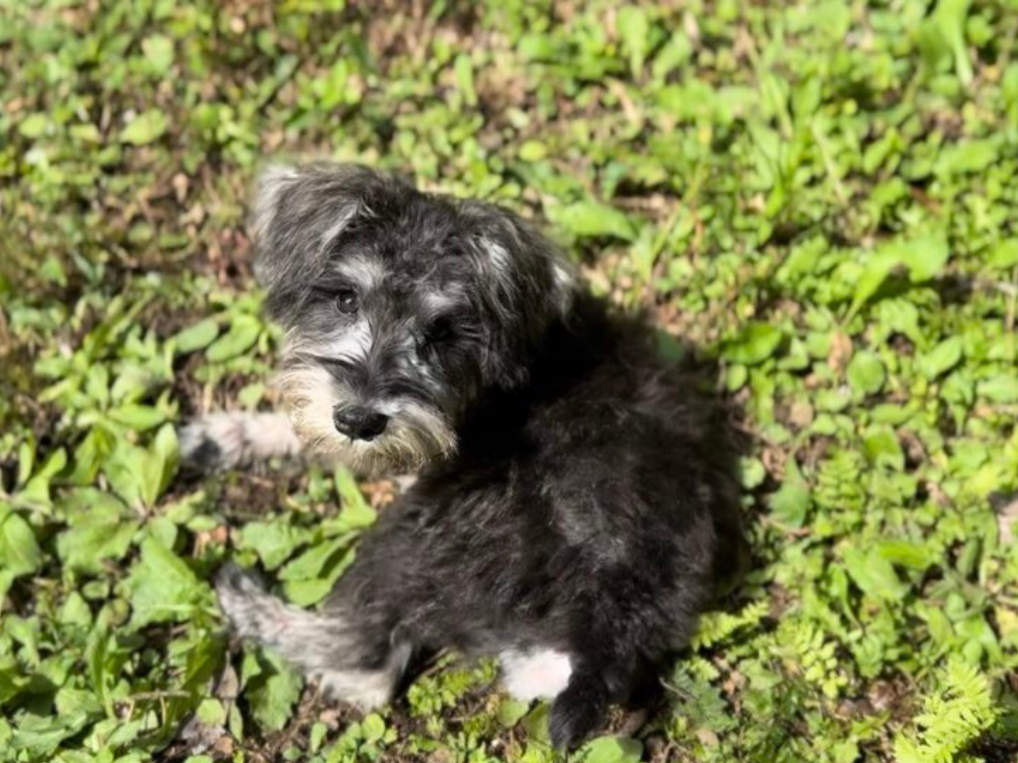 NOVA｜Yokohama　dog run