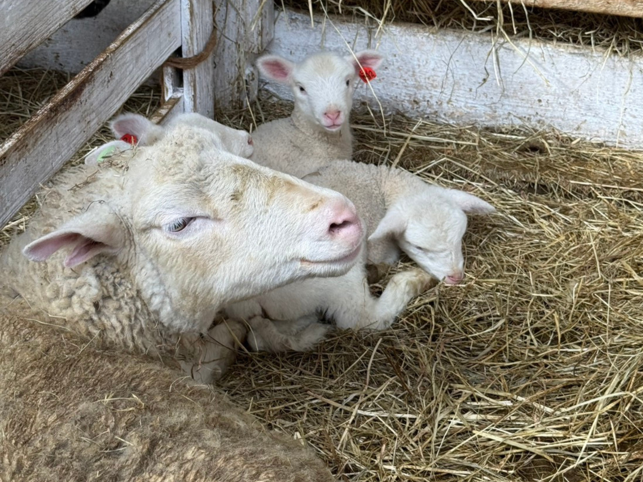 福島県にあるふらっとファームさんにて出生確認研修会を行いました。